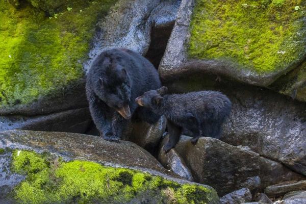 Alaska, Tongass NF Mother black bear and cub